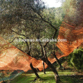 Hochwertige Olivenbäume sammeln Netze